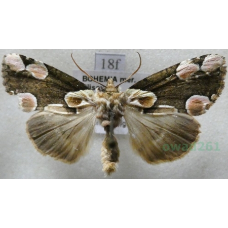 Thyatira batis (Linnaeus, 1758) Plamówka malinówka Czech18f